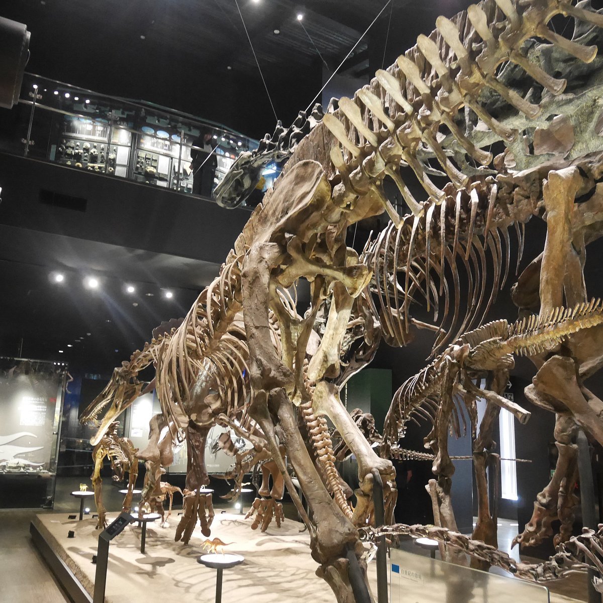 🦖 미후네마치 공룡 박물관 이미지 7